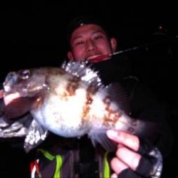 シーマジカル 釣果