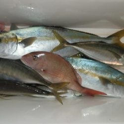 第二むつ漁丸 釣果