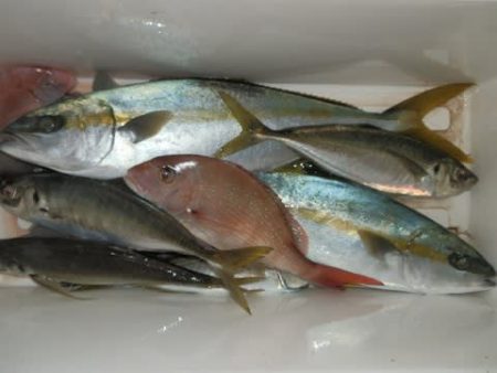 第二むつ漁丸 釣果