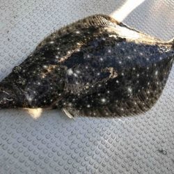 Rush(ラッシュ) 釣果