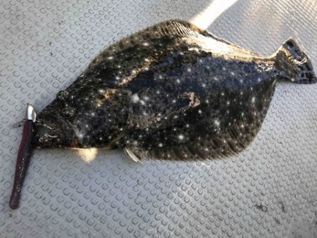 Rush(ラッシュ) 釣果