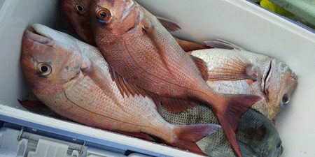 こうゆう丸 釣果