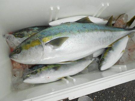 こうゆう丸 釣果