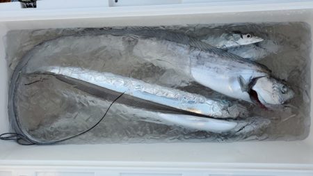 遊漁船 ニライカナイ 釣果