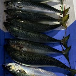 まるいち丸 ZERO-1 釣果