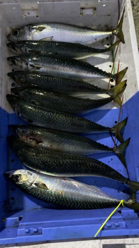 まるいち丸 ZERO-1 釣果