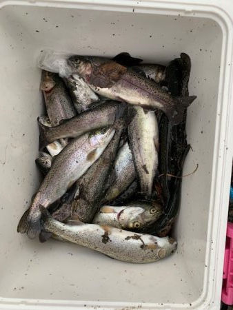 芥川管理釣り場