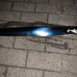 釣り納めでメータ超え