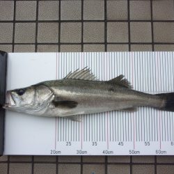 オリジナルメーカー海づり公園(市原市海づり施設) 釣果