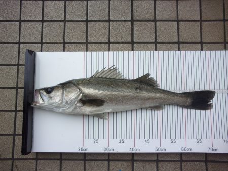 オリジナルメーカー海づり公園(市原市海づり施設) 釣果