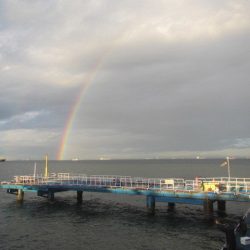 オリジナルメーカー海づり公園(市原市海づり施設) 釣果