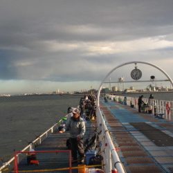 オリジナルメーカー海づり公園(市原市海づり施設) 釣果