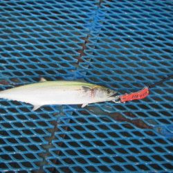 オリジナルメーカー海づり公園(市原市海づり施設) 釣果