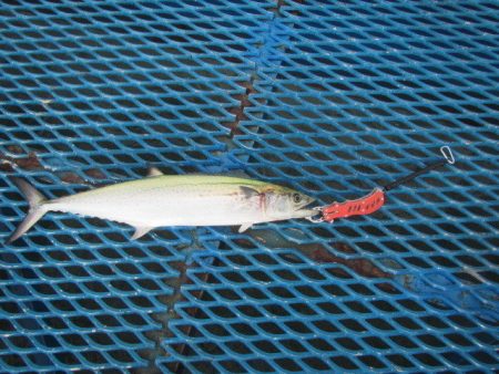 オリジナルメーカー海づり公園(市原市海づり…