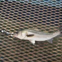 オリジナルメーカー海づり公園(市原市海づり施設) 釣果