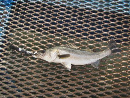 オリジナルメーカー海づり公園(市原市海づり施設) 釣果