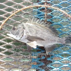 オリジナルメーカー海づり公園(市原市海づり施設) 釣果