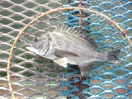 オリジナルメーカー海づり公園(市原市海づり施設) 釣果