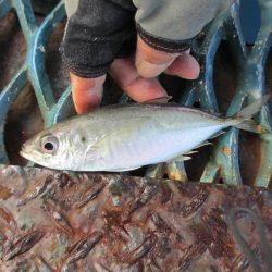 オリジナルメーカー海づり公園(市原市海づり施設) 釣果