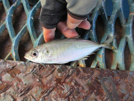 オリジナルメーカー海づり公園(市原市海づり施設) 釣果