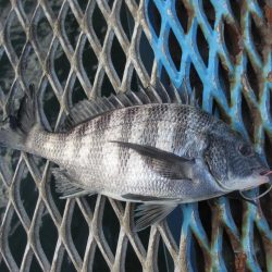 オリジナルメーカー海づり公園(市原市海づり施設) 釣果