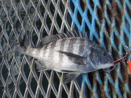 オリジナルメーカー海づり公園(市原市海づり施設) 釣果