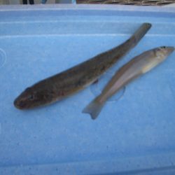 オリジナルメーカー海づり公園(市原市海づり施設) 釣果