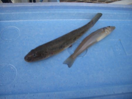 オリジナルメーカー海づり公園(市原市海づり施設) 釣果