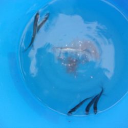 オリジナルメーカー海づり公園(市原市海づり施設) 釣果