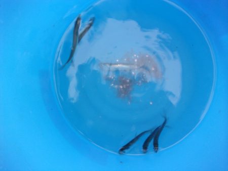 オリジナルメーカー海づり公園(市原市海づり施設) 釣果