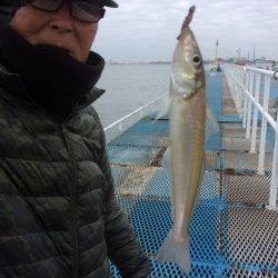 オリジナルメーカー海づり公園(市原市海づり施設) 釣果