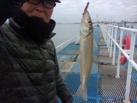 オリジナルメーカー海づり公園(市原市海づり施設) 釣果