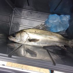 オリジナルメーカー海づり公園(市原市海づり施設) 釣果