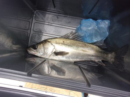 オリジナルメーカー海づり公園(市原市海づり施設) 釣果