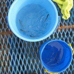 オリジナルメーカー海づり公園(市原市海づり施設) 釣果