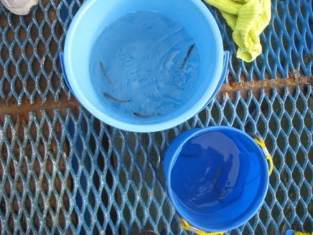 オリジナルメーカー海づり公園(市原市海づり施設) 釣果