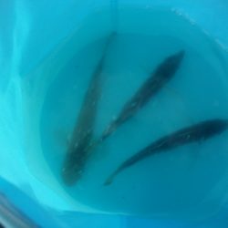 オリジナルメーカー海づり公園(市原市海づり施設) 釣果