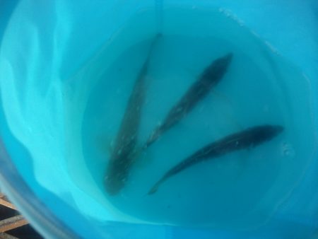 オリジナルメーカー海づり公園(市原市海づり施設) 釣果