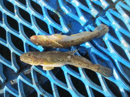 オリジナルメーカー海づり公園(市原市海づり施設) 釣果