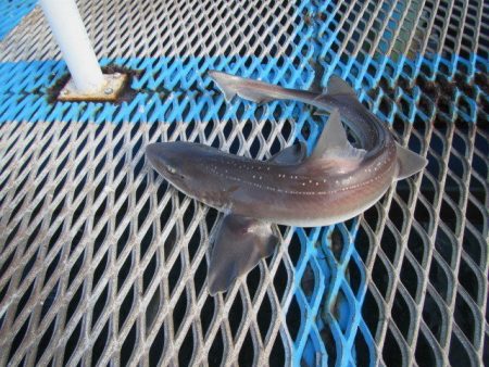 オリジナルメーカー海づり公園(市原市海づり施設) 釣果