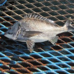 オリジナルメーカー海づり公園(市原市海づり施設) 釣果