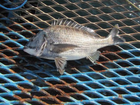 オリジナルメーカー海づり公園(市原市海づり…