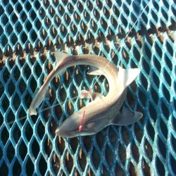 オリジナルメーカー海づり公園(市原市海づり施設) 釣果