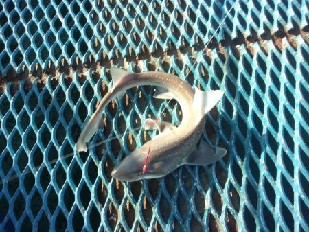 オリジナルメーカー海づり公園(市原市海づり施設) 釣果