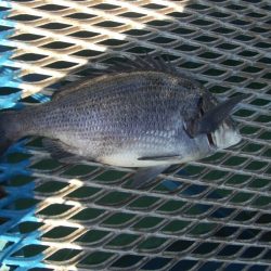 オリジナルメーカー海づり公園(市原市海づり施設) 釣果