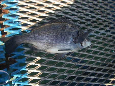 オリジナルメーカー海づり公園(市原市海づり施設) 釣果