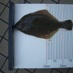 オリジナルメーカー海づり公園(市原市海づり施設) 釣果