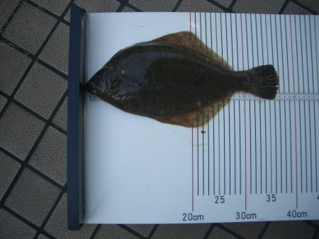 オリジナルメーカー海づり公園(市原市海づり施設) 釣果