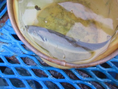 オリジナルメーカー海づり公園(市原市海づり施設) 釣果