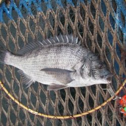 オリジナルメーカー海づり公園(市原市海づり施設) 釣果